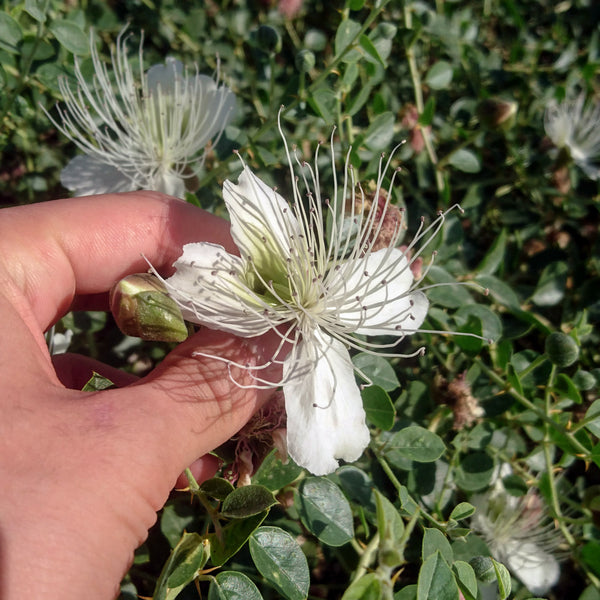 caper plant seeds Capparis spinosa Seeds