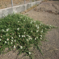 Capparis spinosa Seeds - Caper Bush