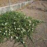 Capparis spinosa Seeds - Caper Bush