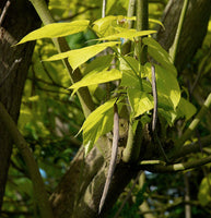 Catalpa bignonioides Seeds - Southern Catalpa