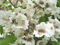 Catalpa bignonioides Seeds - Southern Catalpa