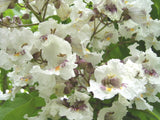 Catalpa bignonioides Seeds - Southern Catalpa