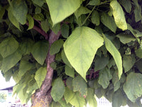 Catalpa bignonioides Seeds - Southern Catalpa