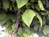 Catalpa bignonioides Seeds - Southern Catalpa