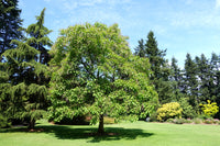 Catalpa bignonioides Seeds - Southern Catalpa