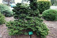 Chamaecyparis obtusa Seeds - Hinoki Cypress