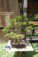 Chamaecyparis obtusa Seeds - Hinoki Cypress