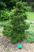 Chamaecyparis obtusa Seeds - Hinoki Cypress