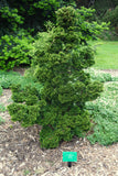 Chamaecyparis obtusa Seeds - Hinoki Cypress