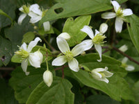 Clematis virginiana Seeds - Lover's Vine