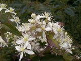 Clematis virginiana Seeds - Lover's Vine