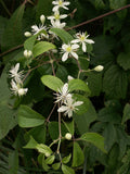 Clematis virginiana Seeds - Lover's Vine