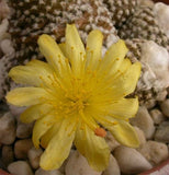 Copiapoa lauii Seeds