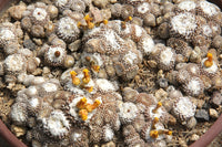 Copiapoa lauii Seeds