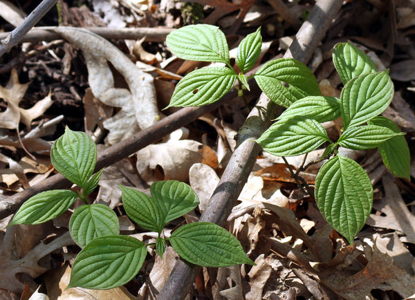 Cornus alternifolia Seeds - Pagoda Dogwood – thegardenofset