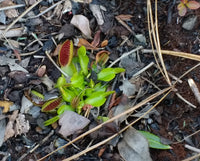 Dionaea muscipula Seeds - Venus Flytrap