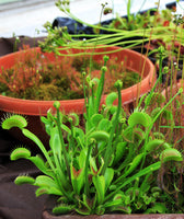 Dionaea muscipula Seeds - Venus Flytrap