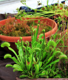Dionaea muscipula Seeds - Venus Flytrap