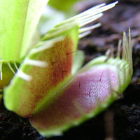 Dionaea muscipula Seeds - Venus Flytrap