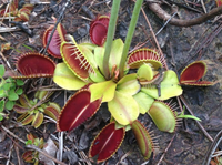 Dionaea muscipula Seeds - Venus Flytrap