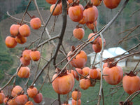 Diospyros kaki Seeds - Japanese Persimmon