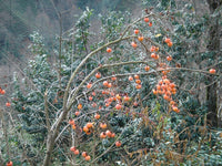 Diospyros kaki Seeds - Japanese Persimmon