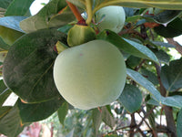 Diospyros kaki Seeds - Japanese Persimmon