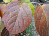 Diospyros kaki Seeds - Japanese Persimmon