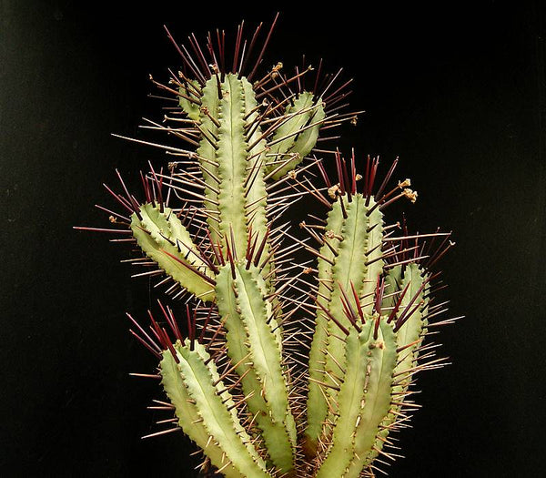 Euphorbia pentagona Seeds