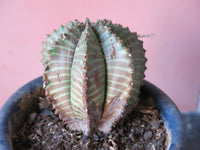 Euphorbia polygona Seeds