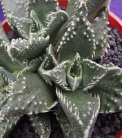 Faucaria tigrina 25 Seeds - Tiger's Jaw