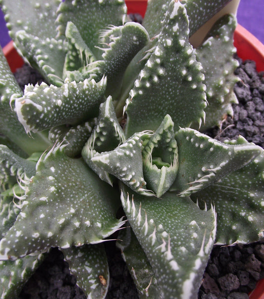 tiger mouth succulent Faucaria tigrina 25 Seeds