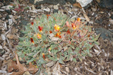 Faucaria tigrina 25 Seeds - Tiger's Jaw