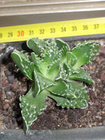 Faucaria tigrina 25 Seeds - Tiger's Jaw