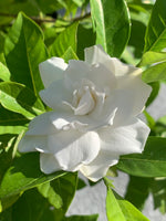 Gardenia jasminoides Seeds - Caps Jasmine