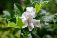 Gardenia jasminoides Seeds - Caps Jasmine