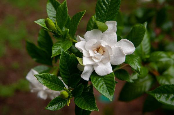 gardenia flower seeds Gardenia jasminoides Seeds