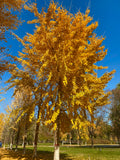 Ginkgo biloba Seeds - Maidenhair Tree