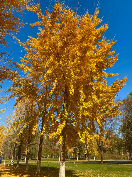 Ginkgo biloba Seeds - Maidenhair Tree