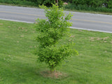 Ginkgo biloba Seeds - Maidenhair Tree