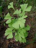 Ginkgo biloba Seeds - Maidenhair Tree