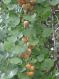 Ginkgo biloba Seeds - Maidenhair Tree