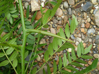 Gleditsia triacanthos Seeds - Honey Locust
