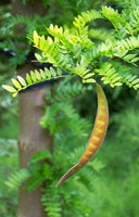 Gleditsia triacanthos Seeds - Honey Locust