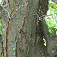 Gleditsia triacanthos Seeds - Honey Locust