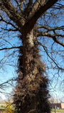 Gleditsia triacanthos Seeds - Honey Locust