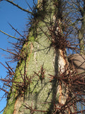 Gleditsia triacanthos Seeds - Honey Locust
