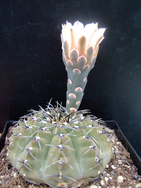 Gymnocalycium stellatum var. occultum Seeds