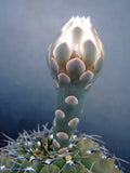 Gymnocalycium stellatum var. occultum Seeds