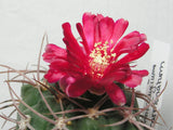 Gymnocalycium oenanthemum Seeds